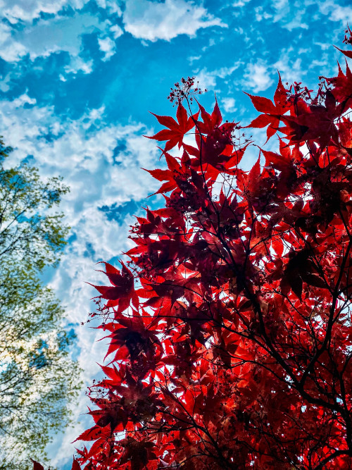 Red Leaves